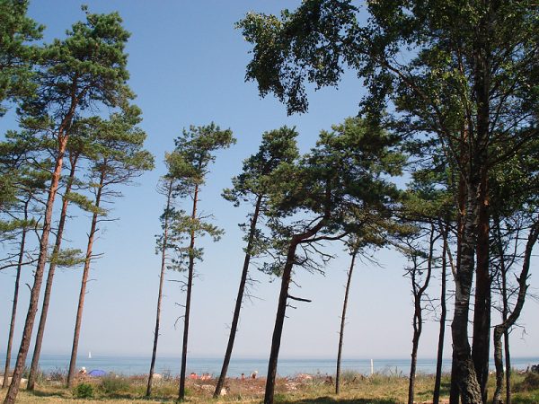 Karwia Ostrowo nad morzem